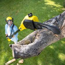 Best Tree Maintenance Programs  in Kountze, TX