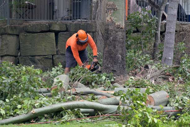 Best Commercial Tree Removal  in Kountze, TX