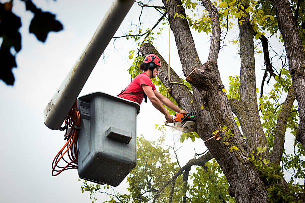 Best Hedge Trimming  in Kountze, TX