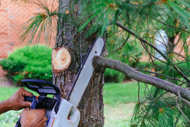 Best Hazardous Tree Removal  in Kountze, TX